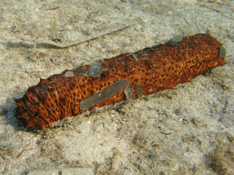 Confronti: Holothuria forskali, Holothuria poli, H. tubulosa